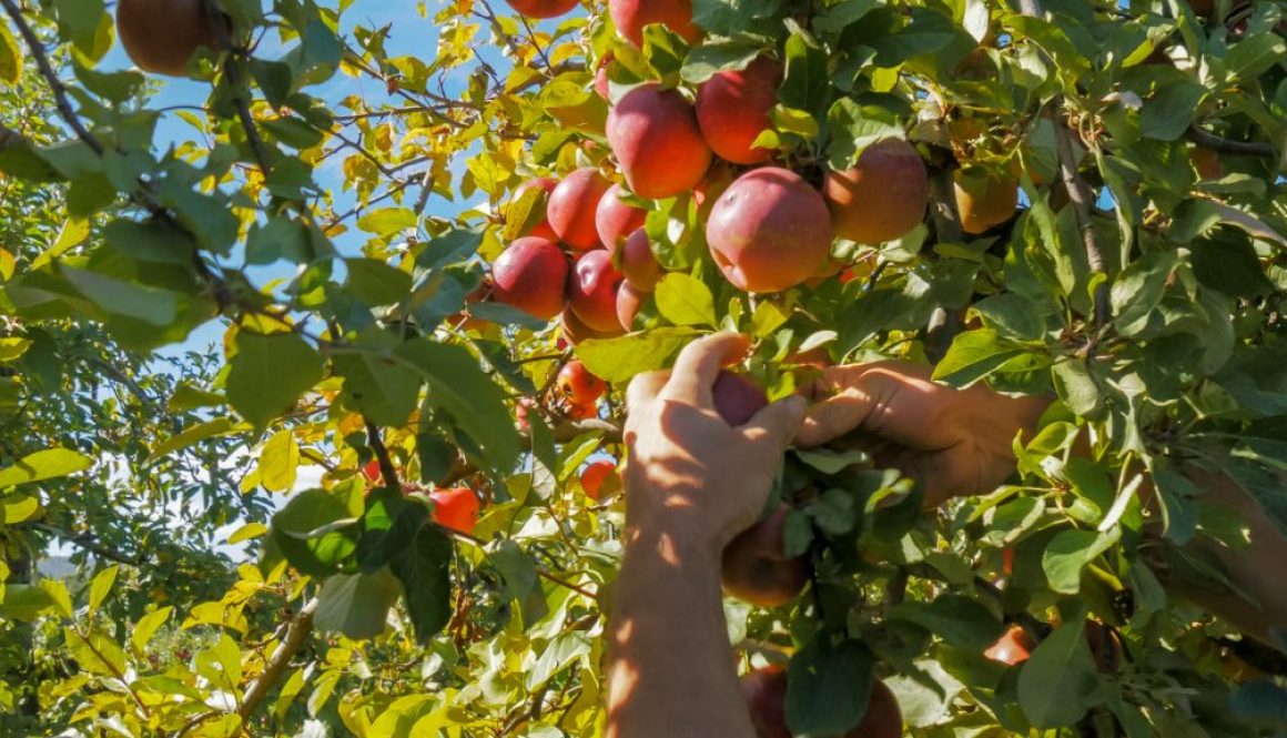 an orchard worker picks ripe red apples from a tree